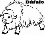 Bufalos sketch template