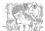 Coloring Pages Animals Safari African Wild Animal Library Clipart sketch template