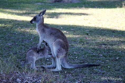 kangaroo and joey kangaroo and joey a kangaroo is a