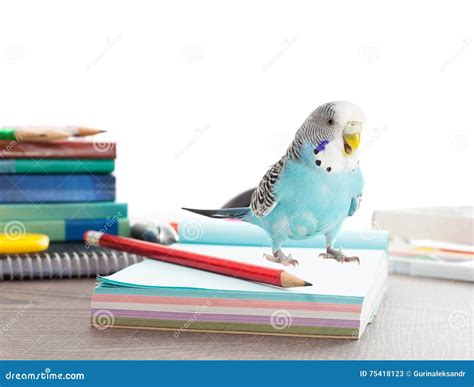 parrot  accessories  school stock image image  wisdom book