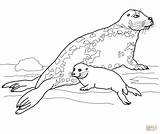 Seal Coloring Pages Baby Gray Mother Leopard Harp Drawing Seals Printable Animal Cute Navy Getcolorings Getdrawings Color Colorings Dot sketch template