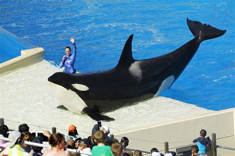 Scientists Not Happy With Seaworld Decision To Stop Breeding Killer