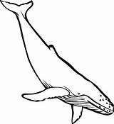 Whale Humpback Getdrawings sketch template