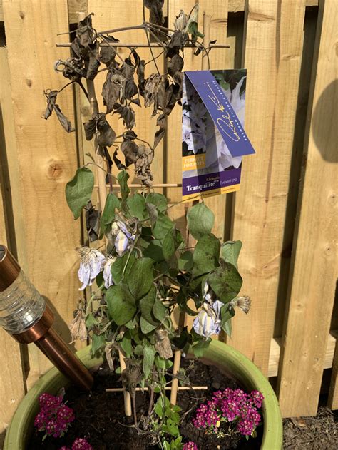 Help With Newly Purchased Clematis — Bbc Gardeners World Magazine