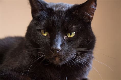 kostenloses foto schwarze katze kater hauskatze kostenloses bild