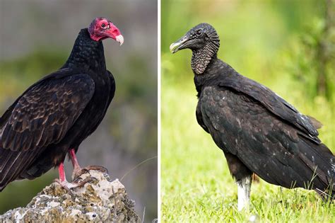 whats  difference turkey vulture  black vulture forest