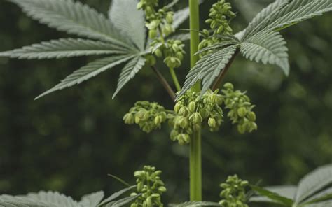 marijuana anatomy  parts   cannabis plant leafly