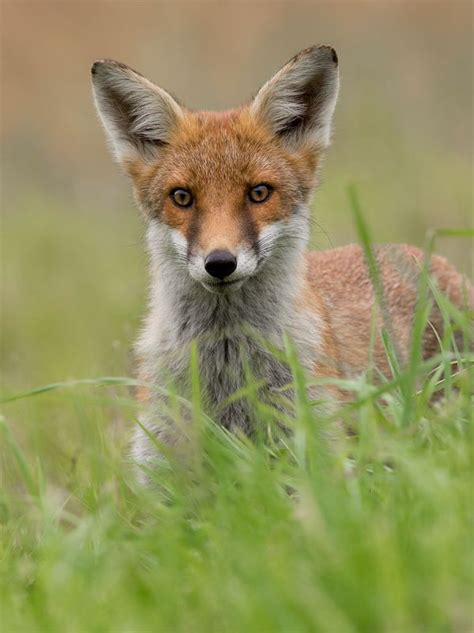 Aender Brepsom Photography Red Fox