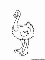 Coloring Pages Ostrich Animal Printable Preschool Kids Other Click sketch template