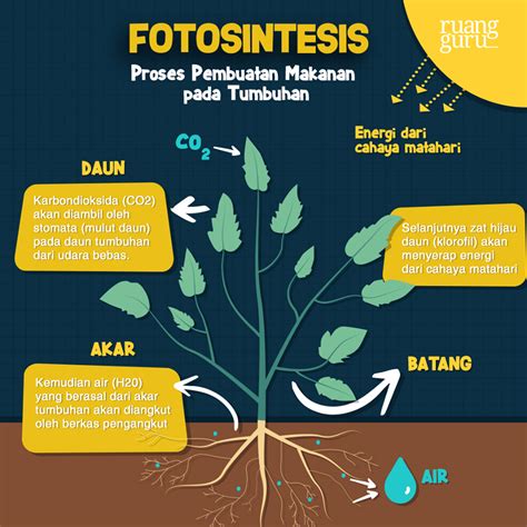 pengertian faktor rumus  proses fotosintesis  tumbuhan