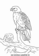 Falke Falcon Ausdrucken Vögel Malvorlagen Faucon Klicke sketch template
