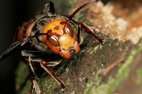 Murder Hornets In America What You Need To Know Cbs News