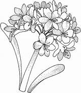 Hydrangea Hortensia Ortensie Pintar Hydrangeas Flori Planse Colorat sketch template