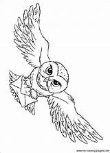 Malvorlage Hedwig Zaubertrank Eulen Zeichnungen sketch template