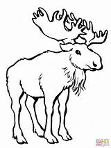 Moose Coloring Pages Alaska Deer Animal Clipart Template Printable Templates Kids Orignal sketch template
