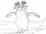 Penguin Pinguine Antarctica Rockhopper Emperor Pinguin Verwandt Ausmalbild Continent Kinderbilder sketch template
