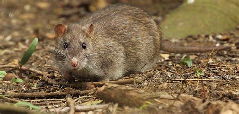 research reveals migration patterns  brown rats
