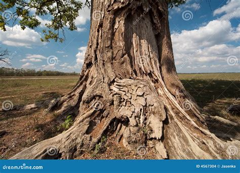 tree trunk stock images image