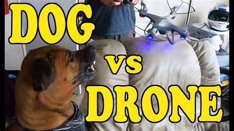 dog  drone freakout youtube