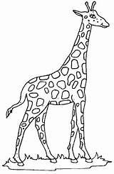 Giraffe Coloringfolder sketch template