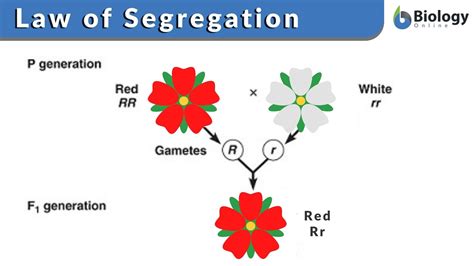 law  segregation definition  examples biology  dictionary