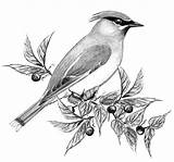 Pencil Drawings Bird Drawing Shading Sketch Waxwing Cedar Birds Coloring Sketches Pages Google sketch template