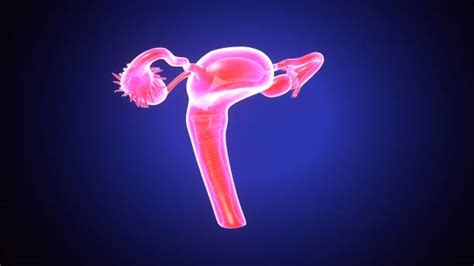 royalty free vulva vagina uterus clitoris pictures images and stock