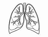 Lungs Coloring Lung Pages Bronchi Drawing Tai Coloringcrew Printables Human Getdrawings Popular Printablee Book sketch template