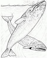 Whale Coloring Pages Whales Humpback Grey Blue Realistic Marine Drawing Jumping Water Breaching Kids Printable Animals Animal Gray Killer Popular sketch template