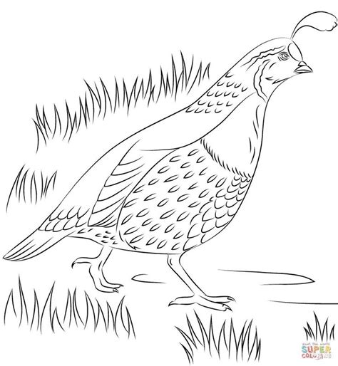printable coloring quail coloring pages printable coloring