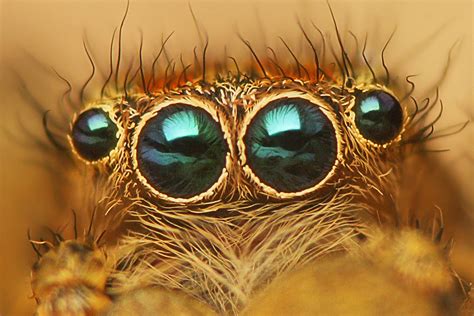 depth sensor inspired    spiders eye flies harvard gazette