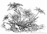 Edelweiss Alpenblumen Bleistiftzeichnungen Abstrakte Skizzen Hirsch sketch template