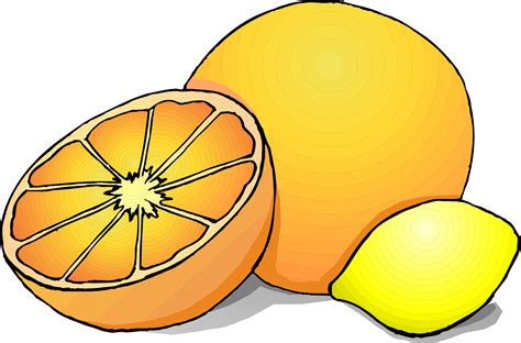 citrus fruit clipart clipground