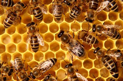 endangered  jersey honey bees