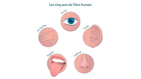 systeme nerveux  comportement responsable cours de eme svt