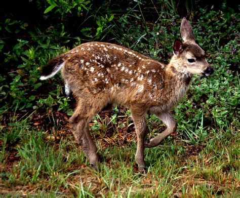 mendonoma sightings fawns  essence  cute  photographed