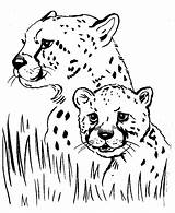 Coloring Pages Wild Animals Animal Popular Cheetah Kids sketch template