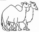 Camel Colorat Desene Planse Colorir Camellos Animale Camelo Salbatice Dromader Dromadaire Caravan Animaux Desenhos Camelos Animales Fise Camila Peccary Pintarcolorir sketch template