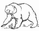 Grizzly Coloring Bear Pages Getdrawings Getcolorings Color sketch template