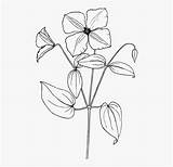 Sampaguita Drawing Flower Easy Trillium Kindpng sketch template