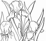 Coloring Iris Adult Flower Floral Fairy Pages Clip Flowers Irises Drawing Graphics Drawings Thegraphicsfairy Printable Outline Line Book Getdrawings Clipart sketch template