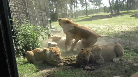 lions fighting  breakfast  safaripark beekse bergen youtube