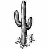 Saguaro Cactus Drawing Desert 58h Drawings Tattoo Cacti Wood Getdrawings Sketches Gif Rubber Silhouette sketch template