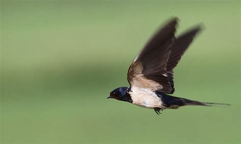een zwaluw maakt nog geen zomer vroege vogels bnnvara