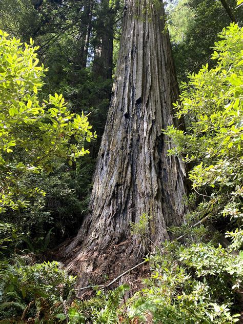 unnamed redwood tree mistaken   worlds tallest tree ap news