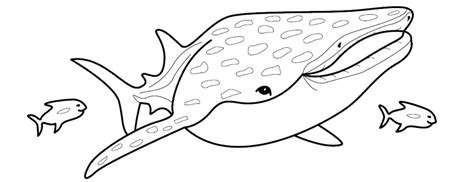 whale shark coloring page  getdrawings
