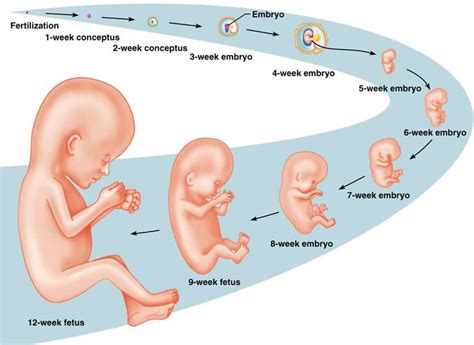 pregnancy stages    baby development parenting  parent
