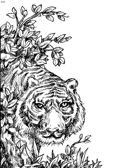 coloring book tiger coloring page animal coloring pages animal