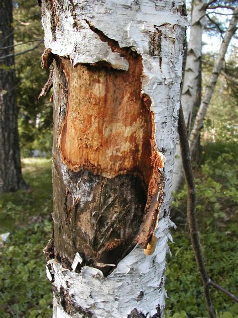photo tree bark bark cut open   jooinn