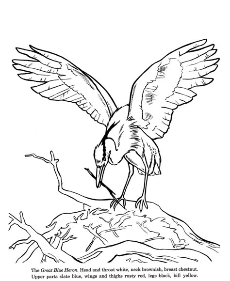 great blue heron coloring page clip art library